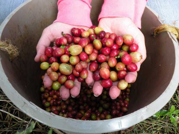 The Nine Best Coffee Farms to Visit Around the World