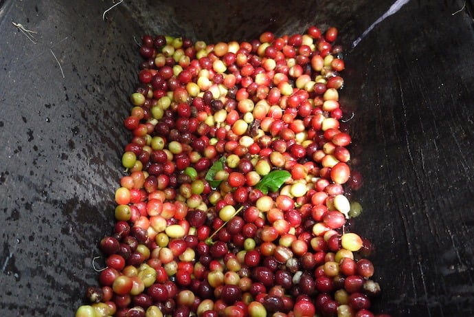 Arabica coffee cherries