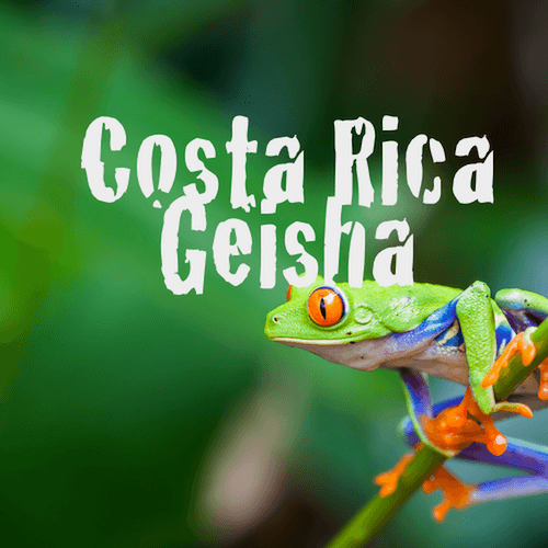 Geisha coffee from costa rica