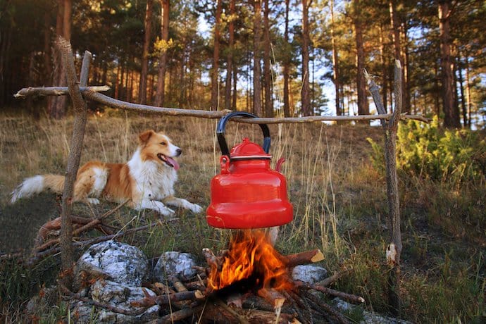 dog near campfire with boiled tea in autumn forest