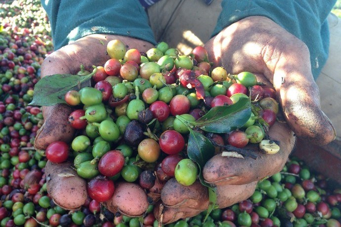 farmer holding coffee cherries