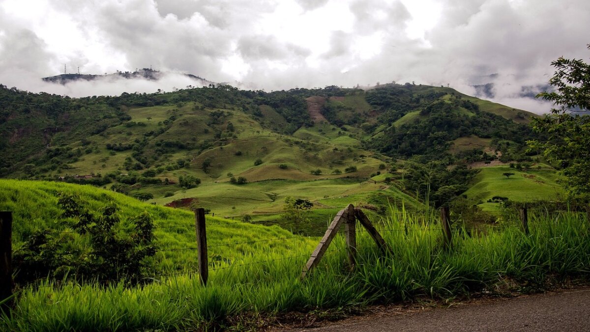 los mejores granos de cafe de colombia
