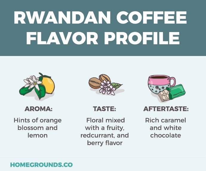 Rwandan coffee flavor profile infographic