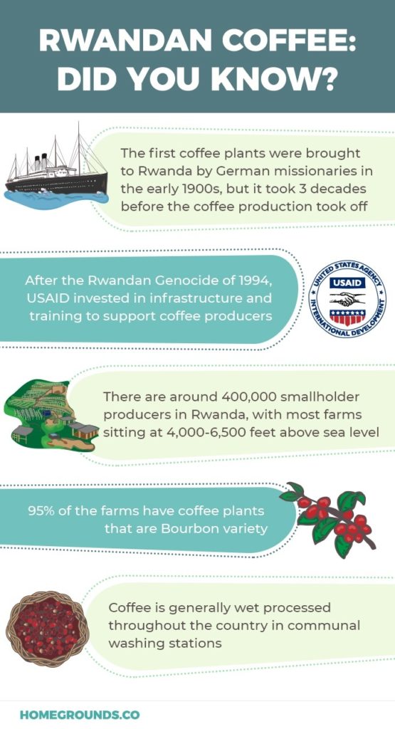 Rwandan coffee facts infographic illustration