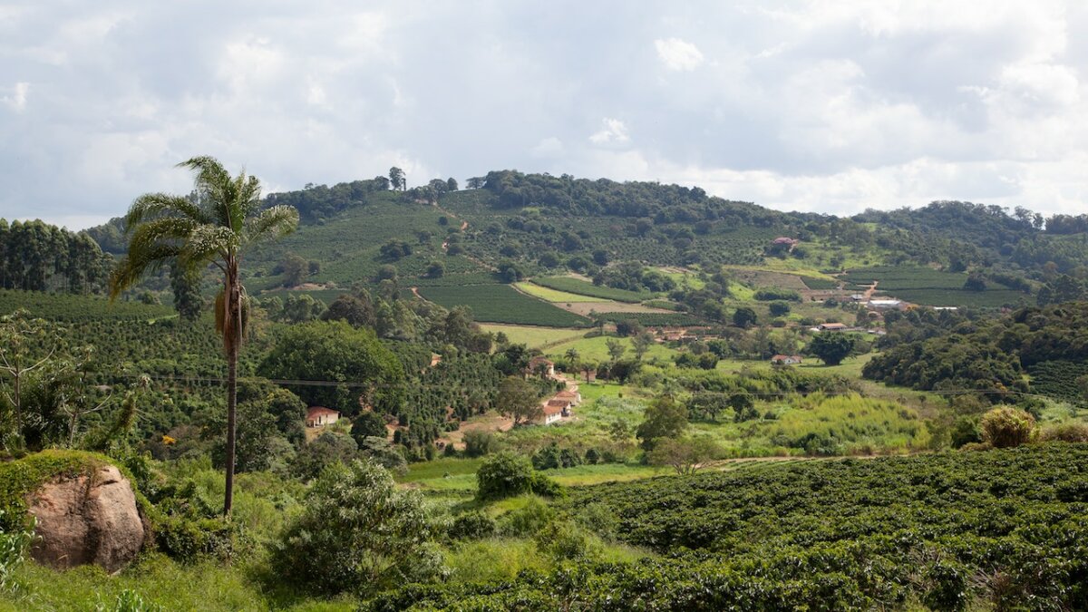 Best Brazilian Coffee Guide (Top Picks, Buying Guide + Tips)
