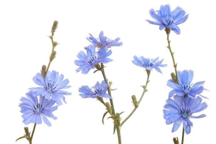 What Is Chicory Coffee And How To Make It?