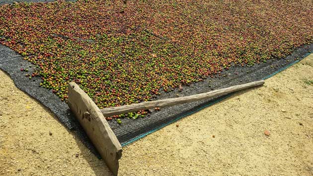 organic coffee