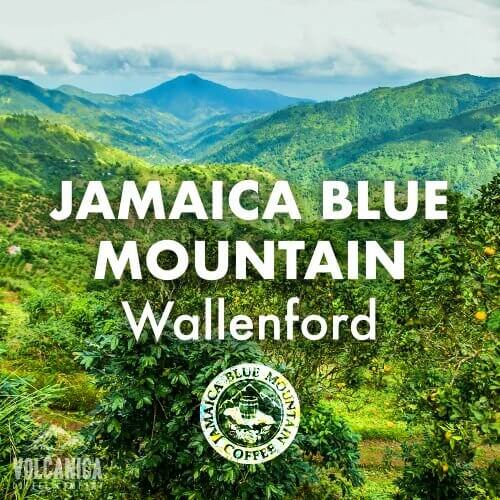 jamaica blue mountain