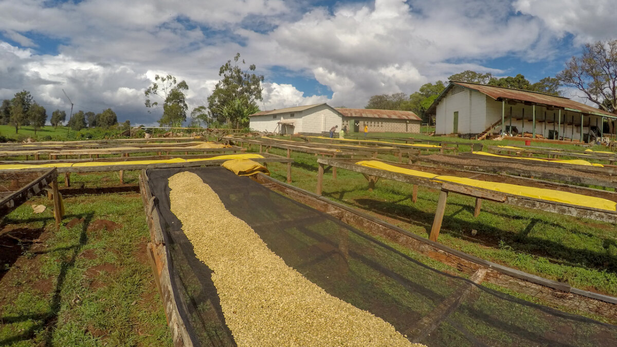 Kenyan Coffee Guide: Facts, Tips for Buying, And Brewing