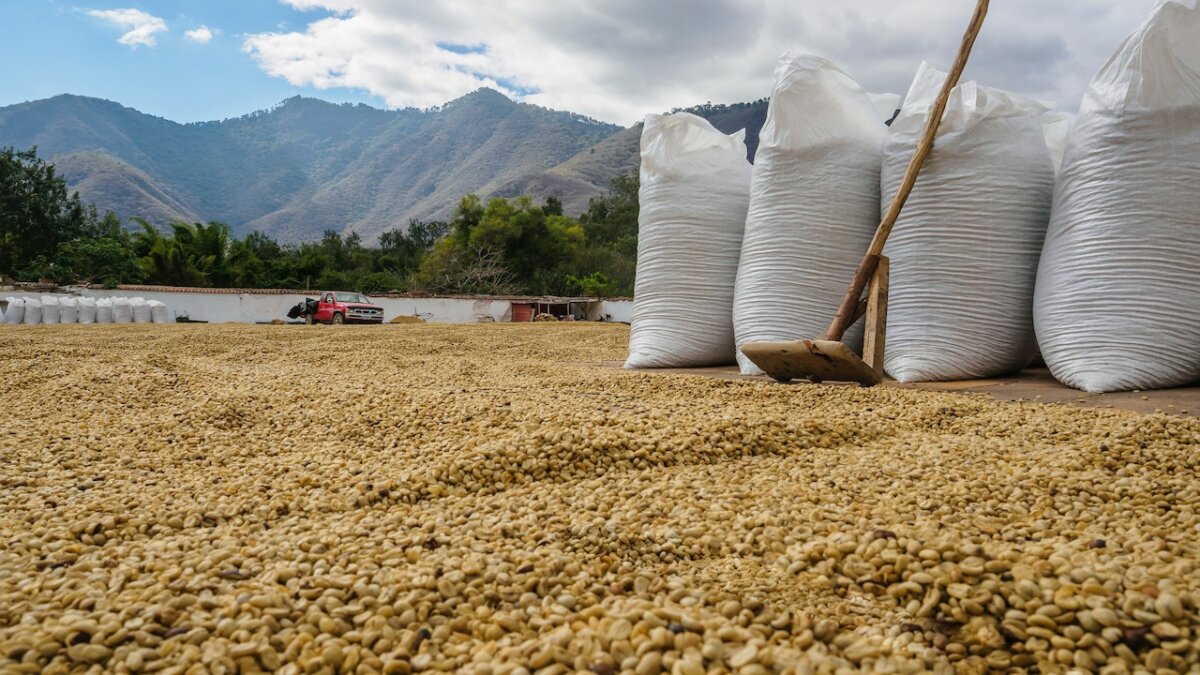 The Best Organic Coffee Beans (USDA 100% Certified Organic)