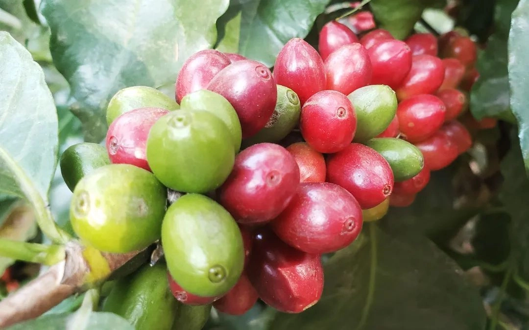 Guatemalan Coffee Guide: Buying and Brewing Tips