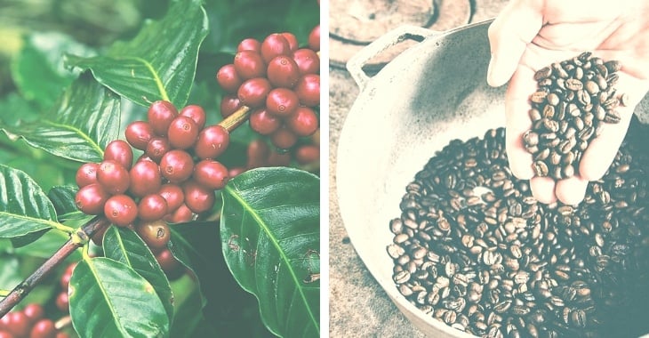 What is Geisha Coffee? And Why Is It So Expensive?