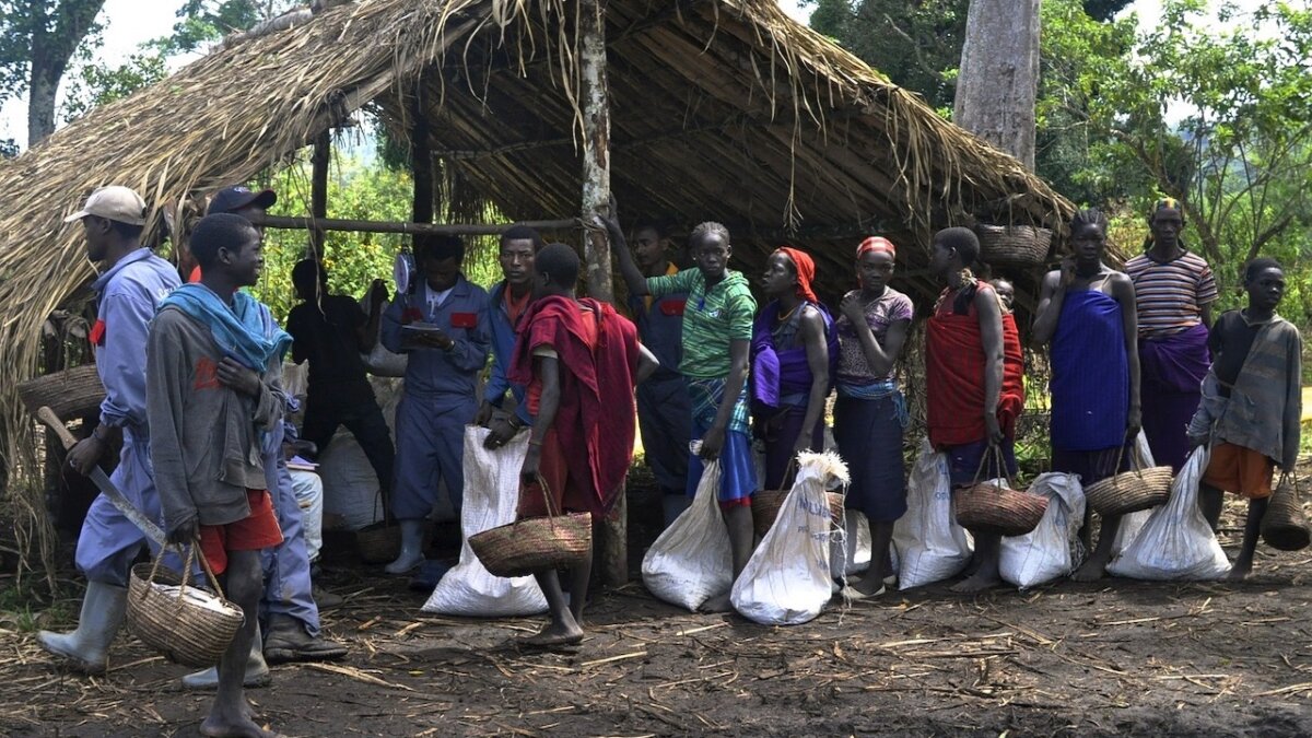 Ethiopian Coffee Guide: Buying and Brewing Tips