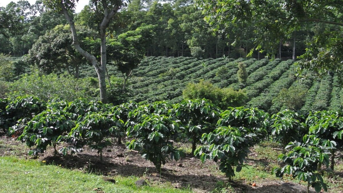 región cafetalera de costa rica
