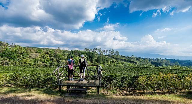 Costa Rica Coffee Facts: What You Need to Know