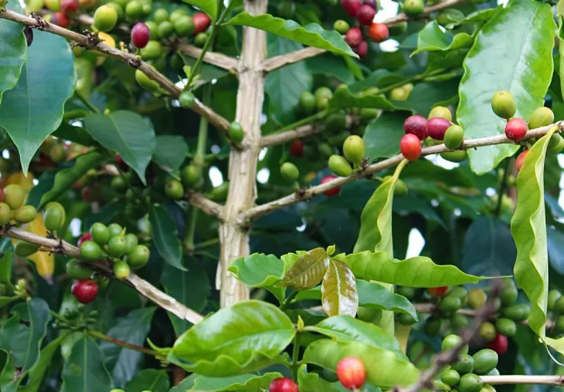 Kona coffee bean growing on tree