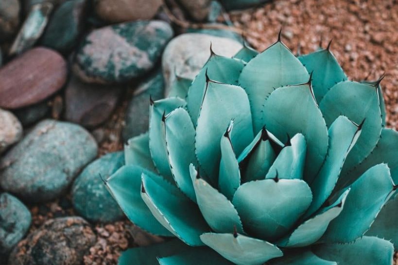 Agave