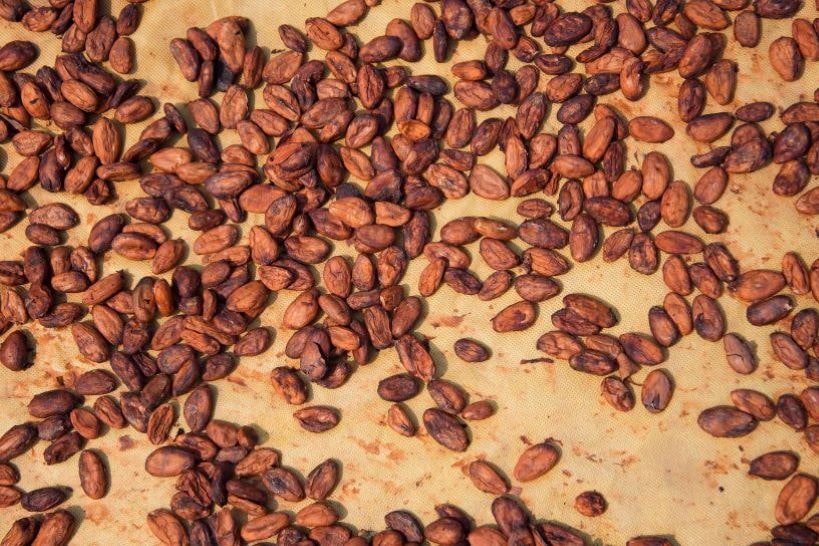 Cacao Nibs