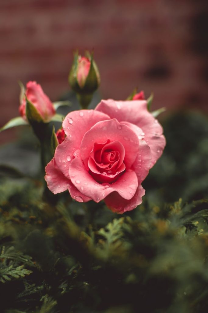 Pin Rose