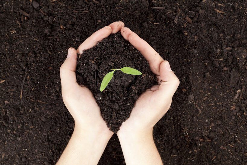 Plant Fertilizer