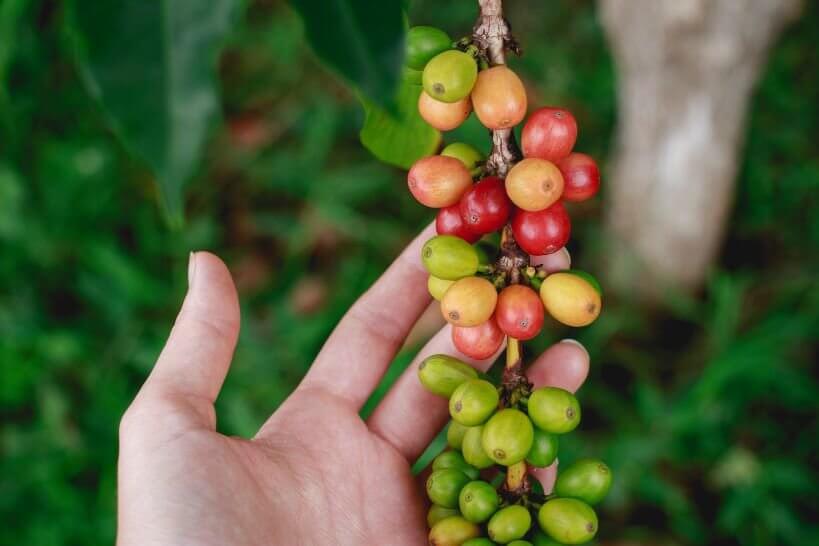 Where is Kona Coffee Grown?