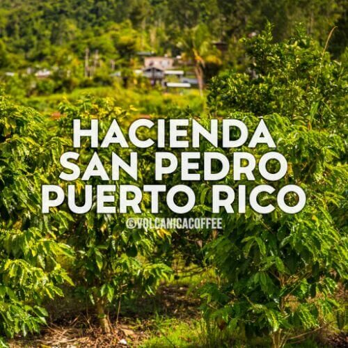 Puerto Rico Coffee Hacienda San Pedro