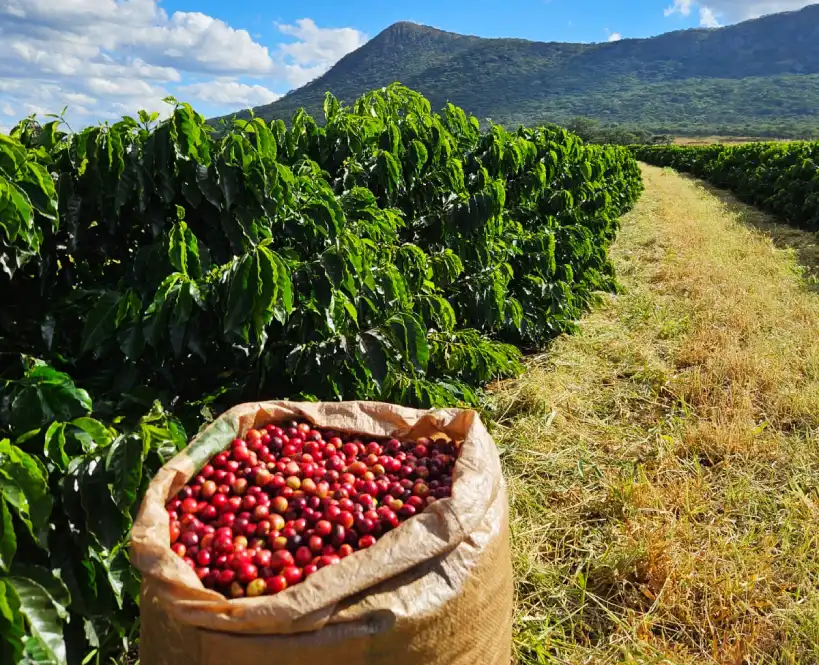 Coffee farm with bag of coffee cherries and mountains