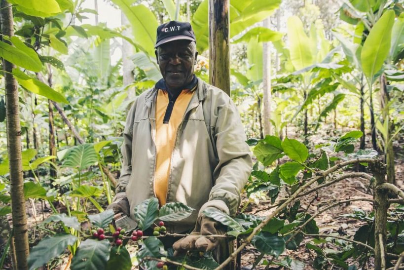 African Coffee Guide: Varieties and Brands You Should Know
