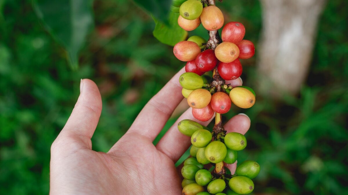 Best Kona Coffee Brands (And Scams To Avoid)