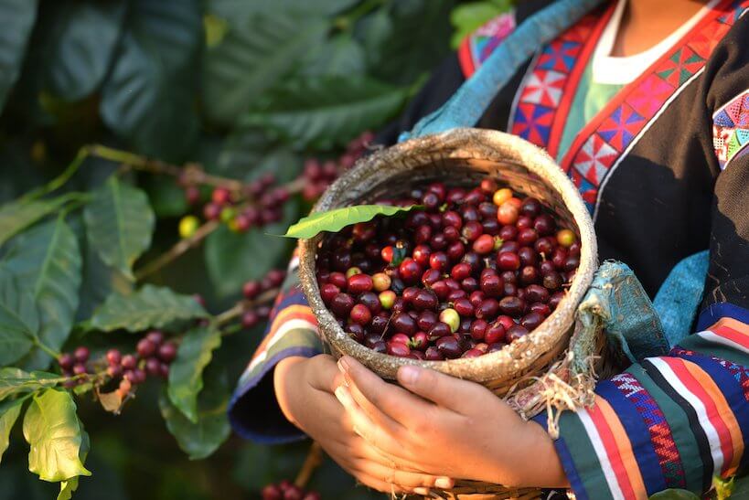 Women Holding Coffee beans