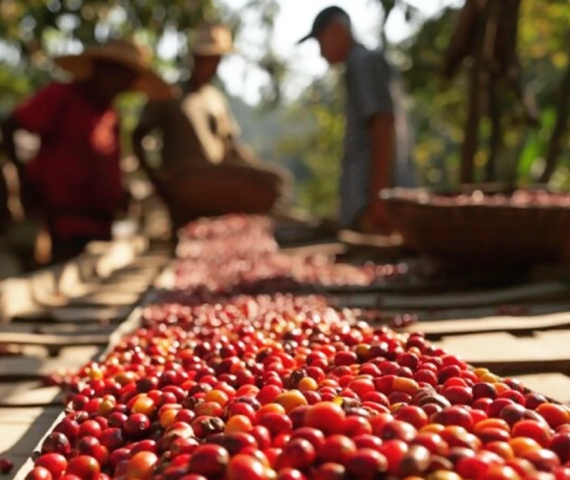 Coffee cherries spread out for sun drying