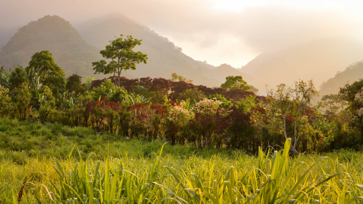 Honduran Coffee: Brands and Buying Guide