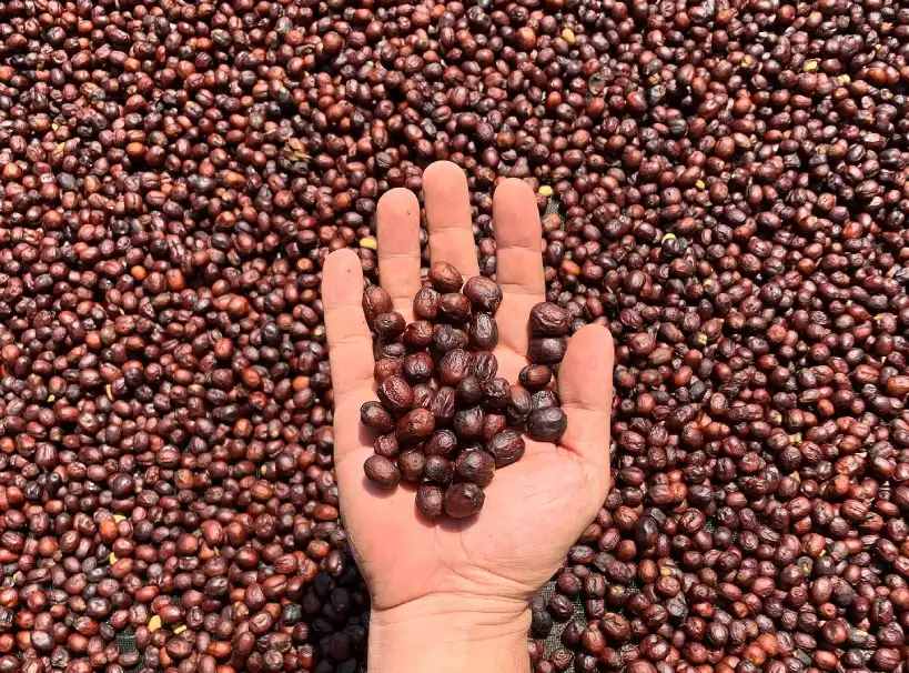 Hand holding dried coffee cherries