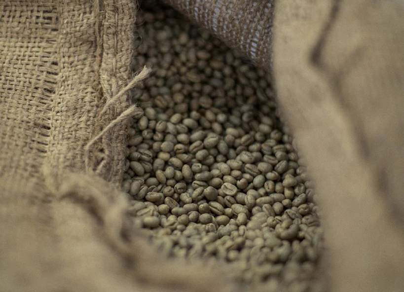 Unroasted Indian peaberry coffee in hessian sack