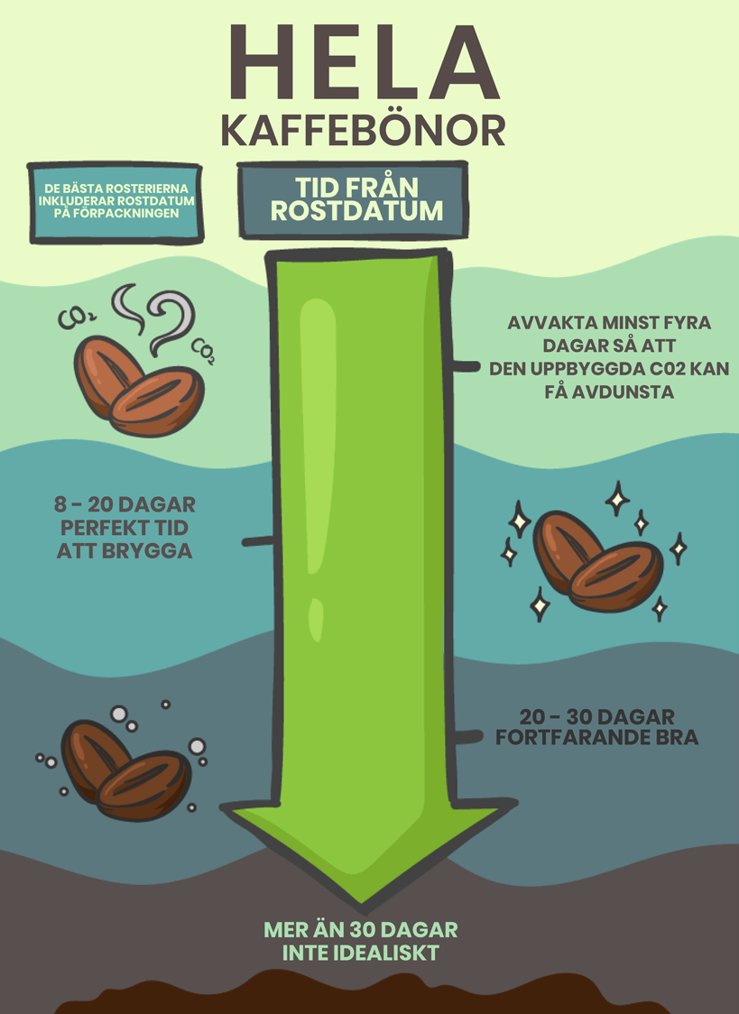 Whole Beans Roast And Brew Timeline